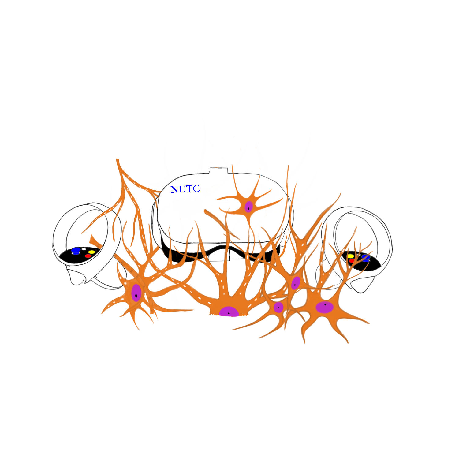 112-V12 了解您體內的線路-人體的神經系統